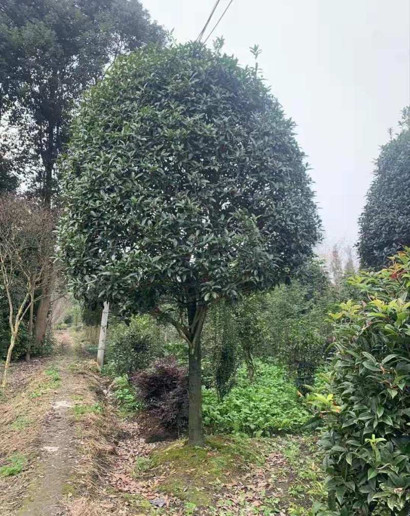桂花工程树苗基地9-15公分桂花价格