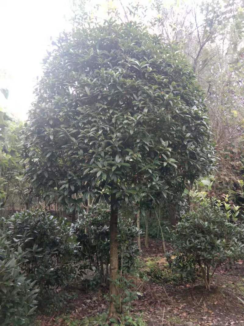 金桂批发成都桂花基地产地直销，桂花笼子很多