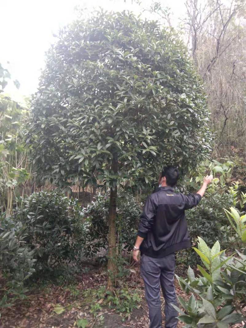 金桂批发成都桂花基地产地直销，桂花笼子很多