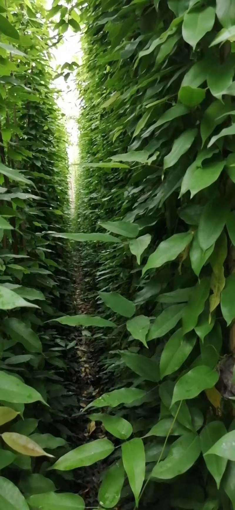油麻藤基地大量出售高1-4米油麻藤油麻藤小杯大杯