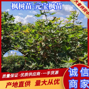 【优质】辽宁元宝枫苗大量供应质量好价格低欢迎各位老板电联