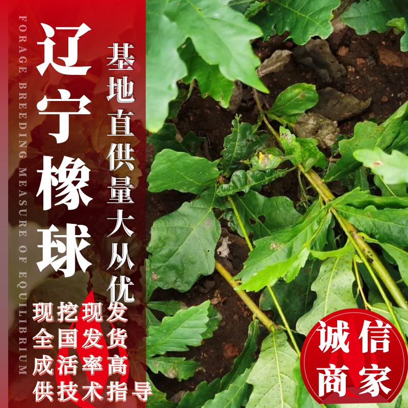 蒙古栎苗像树苗柞树苗大量供应一手货源欢迎电联