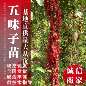 五味子苗一年两年生辽五味，精品优选苗保证质量