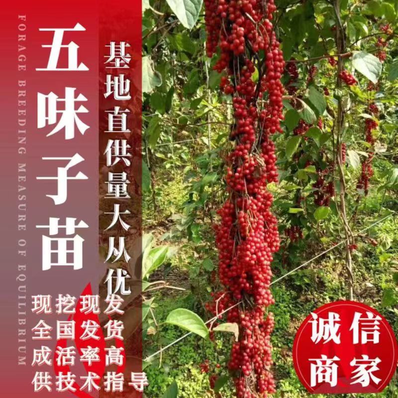 五味子苗一年两年生辽五味，精品优选苗保证质量