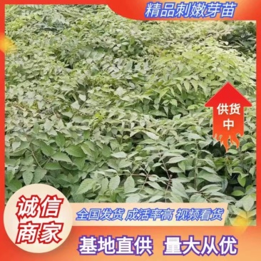 【优质】刺嫩芽一年苗一手货源保证质量量大从优