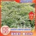 【优质】刺嫩芽一年苗一手货源保证质量量大从优
