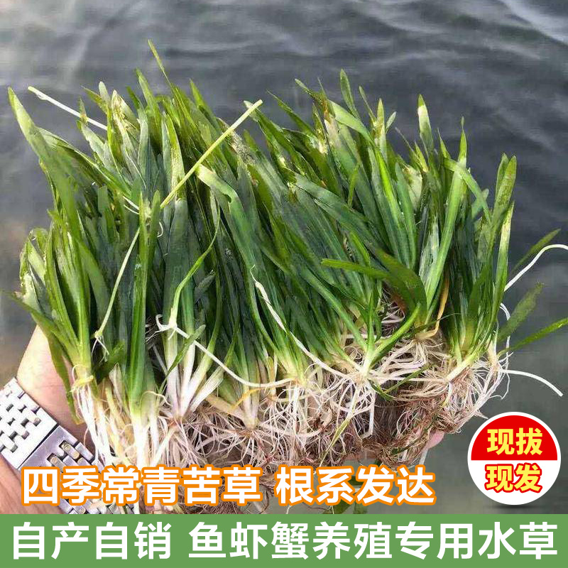 四季常青苦草矮叶苦草扁担草鸭舌草水韭菜净化水质养殖专用