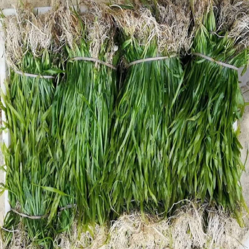 四季常青苦草矮叶苦草扁担草鸭舌草水韭菜净化水质养殖专用