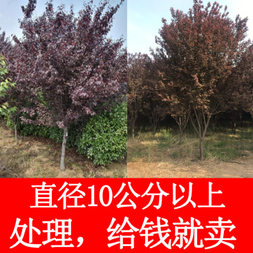 直径10公分紫叶李处理红叶李绿化专用