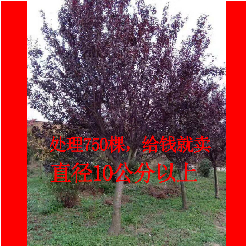 直径10公分紫叶李处理红叶李绿化专用