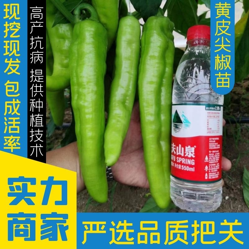 黄尖椒苗陇椒苗，线椒苗品种齐全存活率高包存活包技术