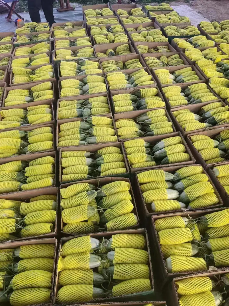 精品羊角蜜甜瓜费县精品甜瓜品质保证欢迎咨询合作