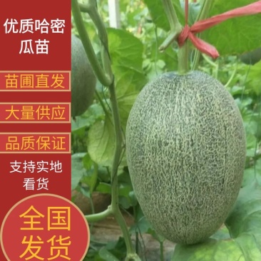 甜瓜苗哈密瓜苗小密25苗网纹甜瓜苗苗圃