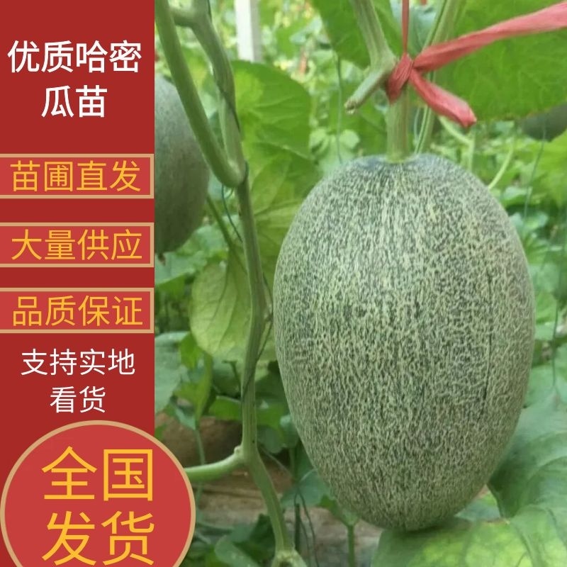 甜瓜苗哈密瓜苗小密25苗网纹甜瓜苗苗圃