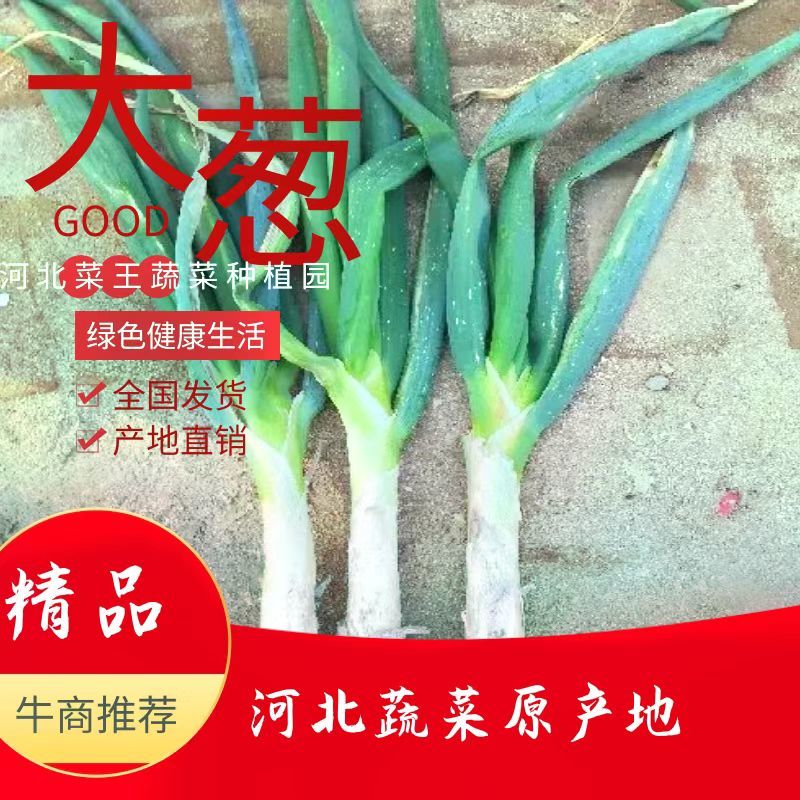 河北蔬菜原产地储存鸡腿大葱大量有货，质量好价格便宜