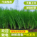【推荐】精选茴香现摘现发批发量大价优欢迎咨询