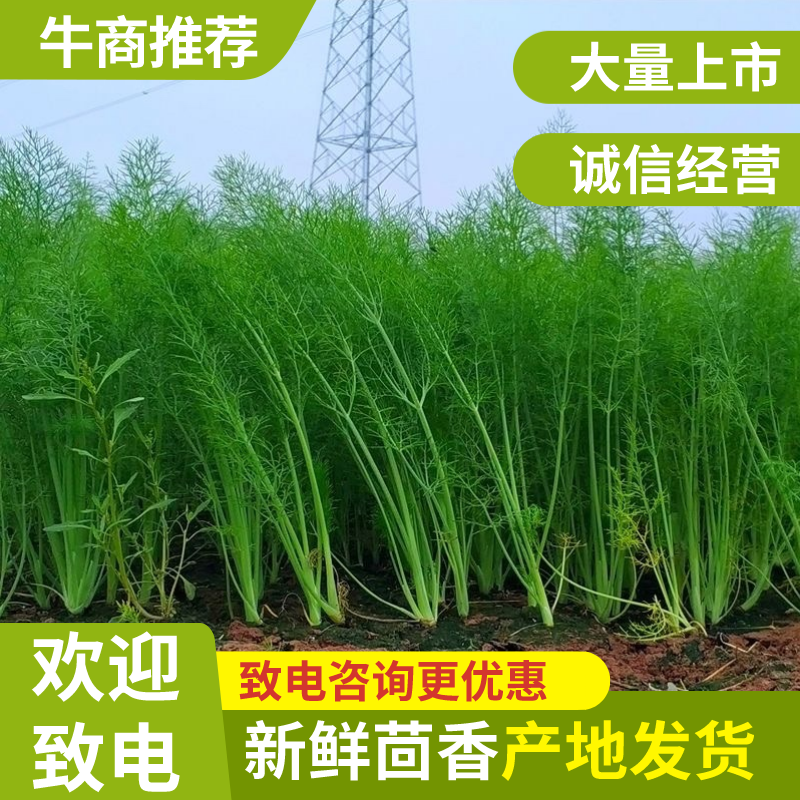 【推荐】精选茴香现摘现发批发量大价优欢迎咨询