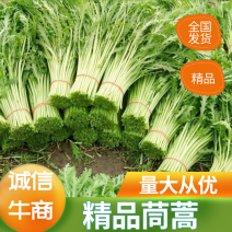 【推荐】优质茼蒿基地直供批发市场欢迎咨询下单