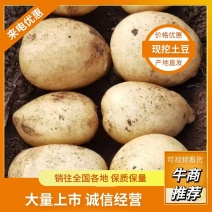 河南冷库沃土土豆大量供应支持视频看货诚信经营