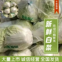 河南冷库大白菜大量供应支持视频看货诚信经营量大从优