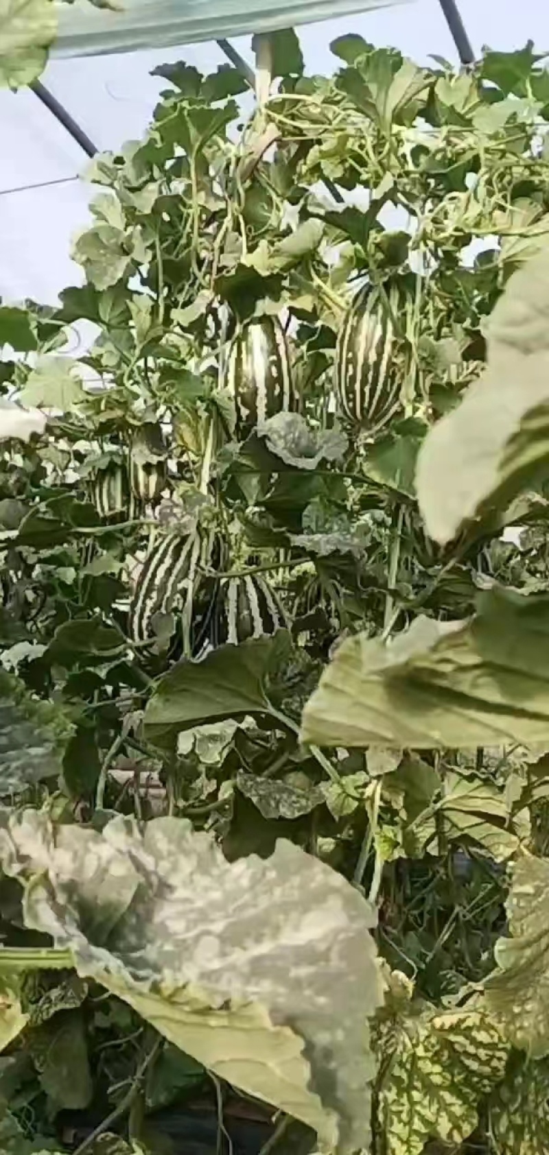 博洋9号陕西基地发货量大从优欢迎客商电联咨询
