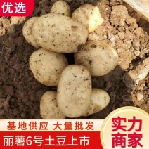 丽薯6号土豆上市要货的老板来电话量大优惠品质保障