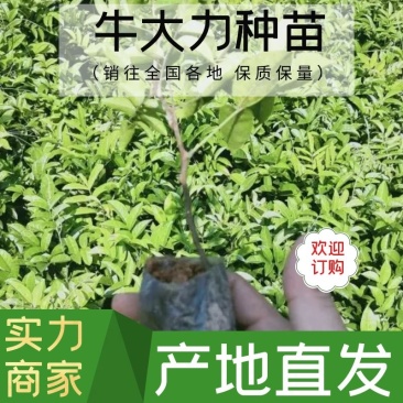 牛大力种苗高产牛大力包结薯不结薯退钱