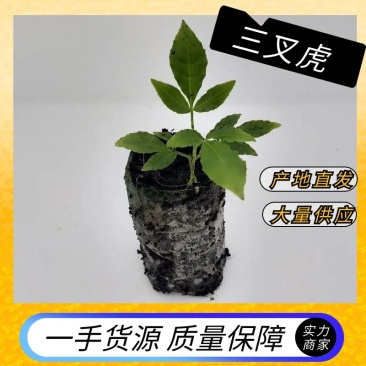 三叉苦苗三叉虎大量供应欢迎定购基地直销品种纯正