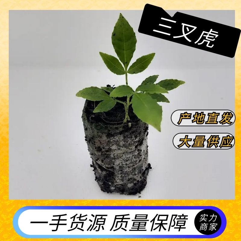 三叉苦苗三叉虎大量供应欢迎定购基地直销品种纯正