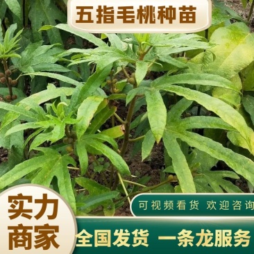 五指毛桃苗【五指牛奶树】正宗五指基地直销