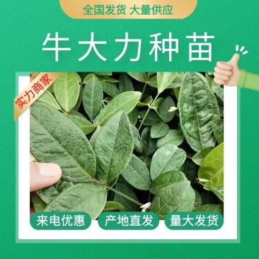 黄毛牛大力苗正宗黄毛品种保证高产有保证