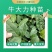 黄毛牛大力苗正宗黄毛品种保证高产有保证