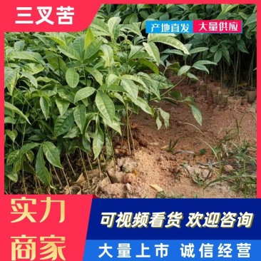 三桠苦苗三叉苦苗三叉虎苗基地直销品种纯正欢迎来电咨询