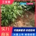 三桠苦苗三叉苦苗三叉虎苗基地直销品种纯正欢迎来电咨询