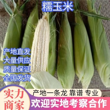 粘玉米批发，甜糯玉米，货源很多，质量不错