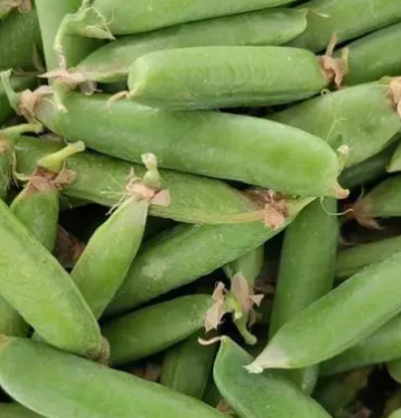 精品长寿仁豌豆颗粒饱满基地直发商超电商工厂货