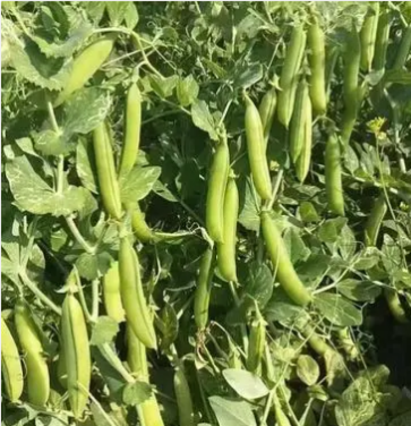 精品长寿仁豌豆颗粒饱满基地直发商超电商工厂货