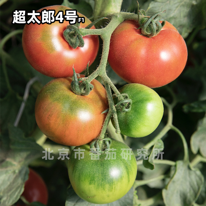超太郎4号西红柿种孑种籽苗秧四季水果粉果秧苗老品种番茄种