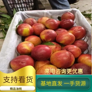 山西临猗四号油桃产地质优价廉货源充足，口感脆甜，欢迎咨询