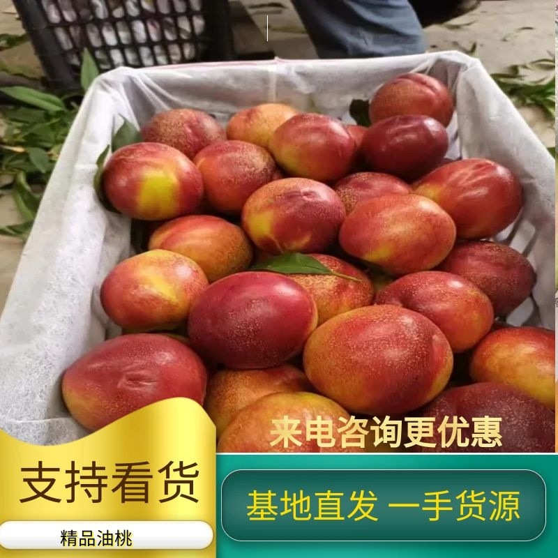 山西临猗四号油桃产地质优价廉货源充足，口感脆甜，欢迎咨询