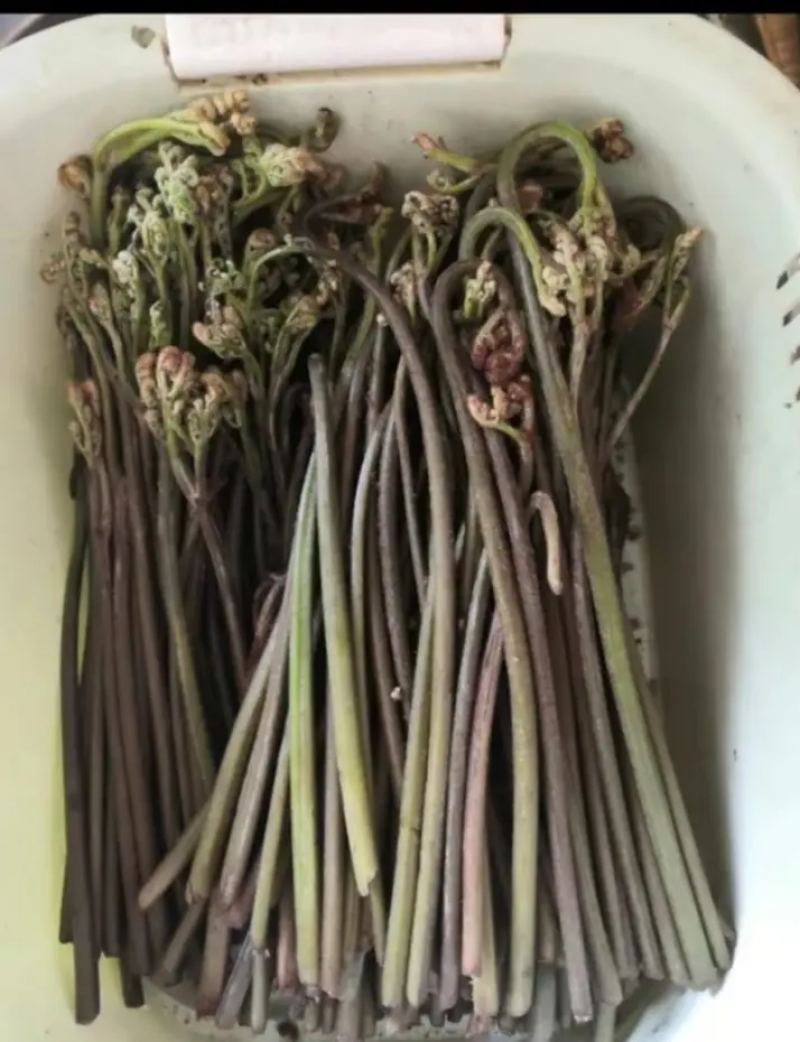 蕨菜大量上市品质保证价格美丽欢迎咨询选购