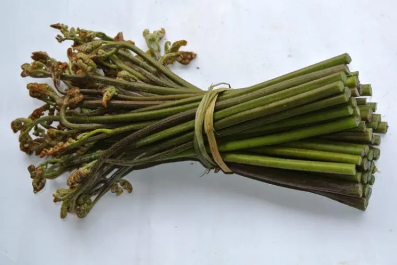 蕨菜大量上市品质保证价格美丽欢迎咨询选购