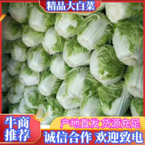 开封东京868白菜，鸡腿白菜，河南大白菜，