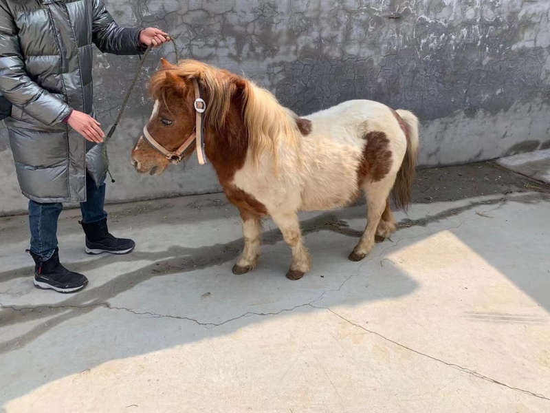 荷兰进口设特兰矮马，产地货源，提供养殖技术，欢迎致电洽谈