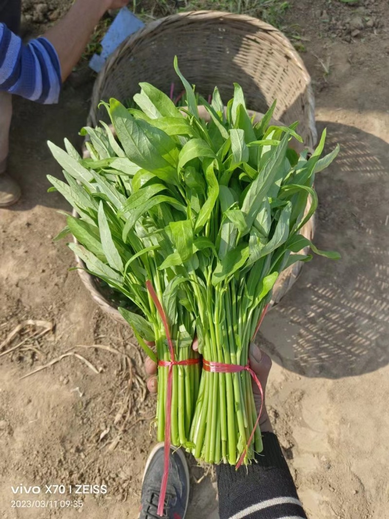 空心菜（大棚种植基地空心菜）产地直供，自产自销