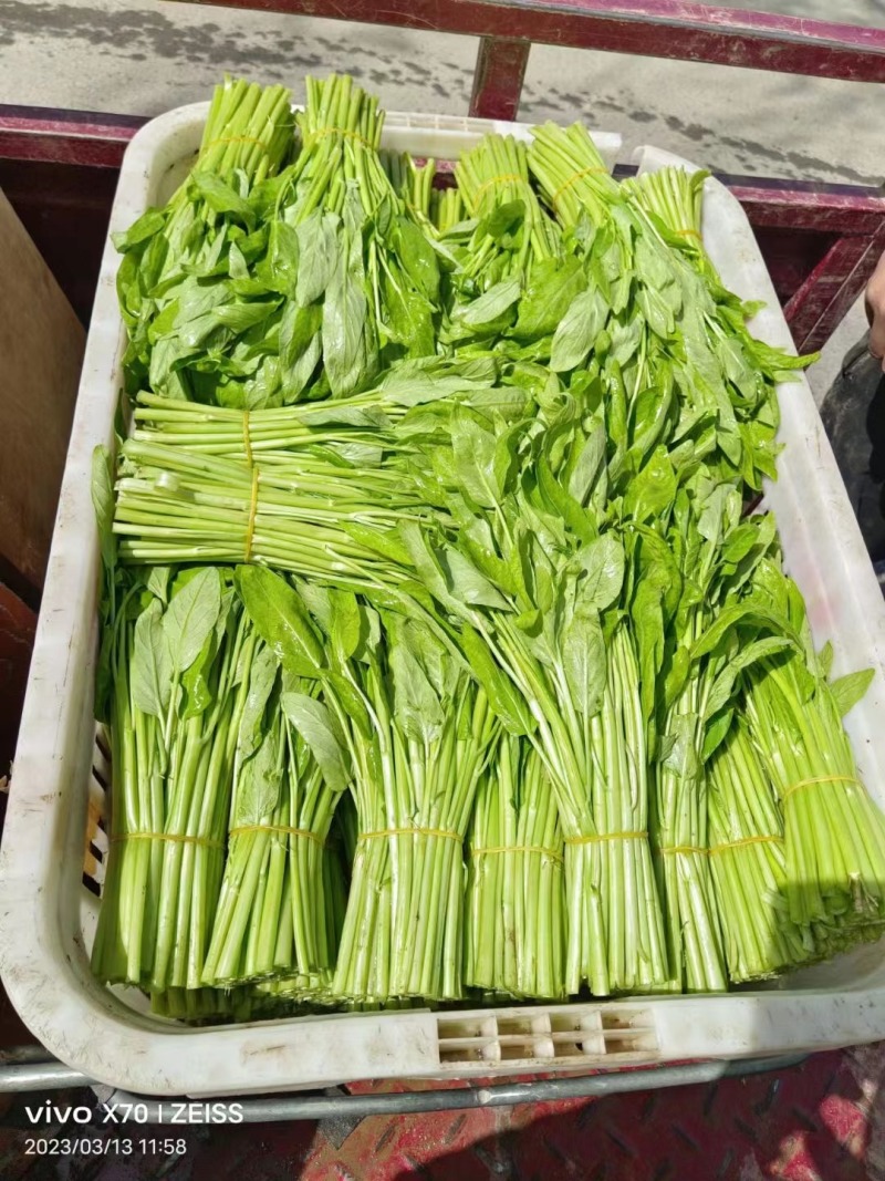 空心菜（大棚种植基地空心菜）产地直供，自产自销