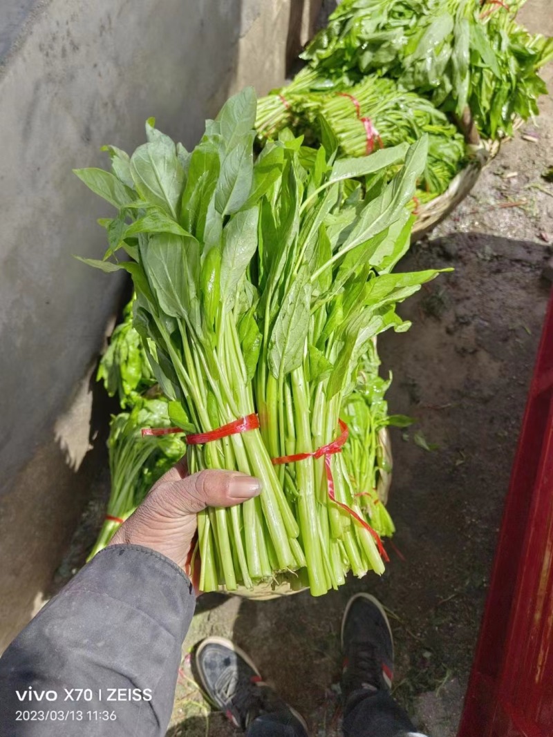 空心菜（大棚种植基地空心菜）产地直供，自产自销