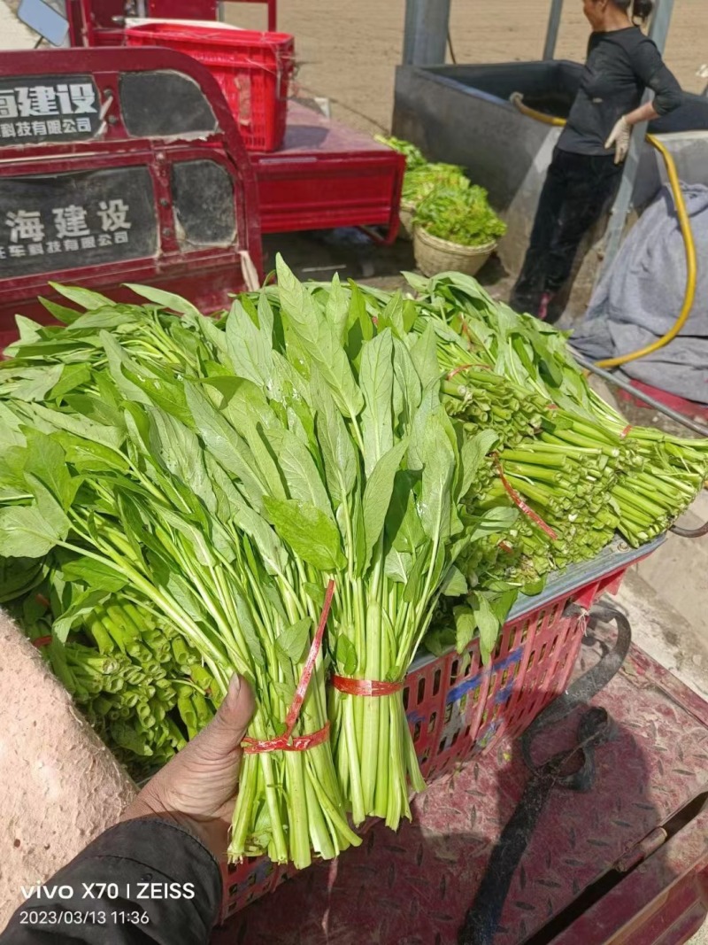 空心菜（大棚种植基地空心菜）产地直供，自产自销
