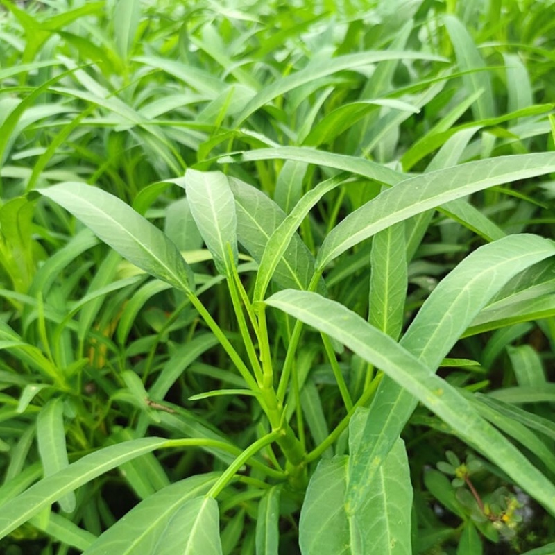 空心菜（大棚种植基地空心菜）产地直供，自产自销