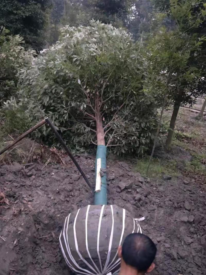 正宗小叶桢楠批发基地,桢楠工程大树苗桢楠小苗子都有